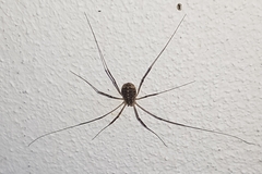 Opilio saxatilis