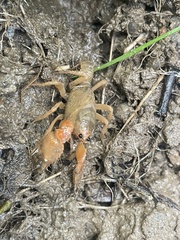 Engaeus hemicirratulus