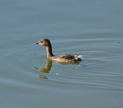 Tachybaptus ruficollis