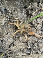 Engaeus hemicirratulus