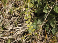 Asplenium flabellifolium