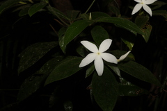 Atractocarpus hirtus