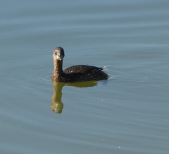 Tachybaptus ruficollis