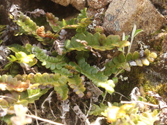 Blechnum penna-marina