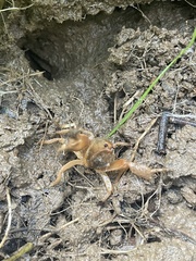 Engaeus hemicirratulus