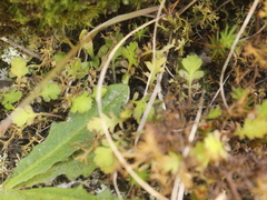 Leptinella squalida