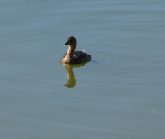 Tachybaptus ruficollis