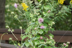 Cirsium nipponicum incomptum