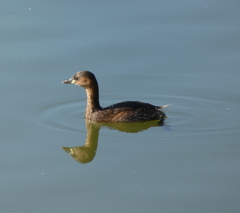 Tachybaptus ruficollis