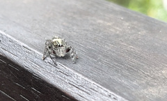 Hyllus diardi