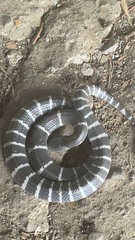 Bungarus multicinctus