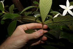 Atractocarpus hirtus