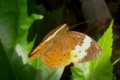 Cupha erymanthis maja