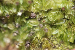 Hymenophyllum minimum