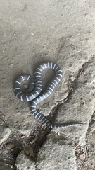 Bungarus multicinctus