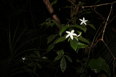 Atractocarpus hirtus