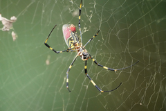 Trichonephila clavata