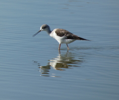 Himantopus himantopus