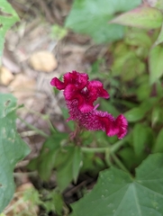 Celosia