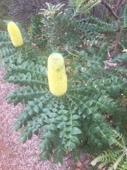 Banksia grandis