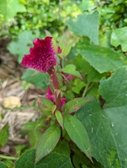 Celosia