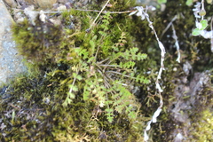 Chaerophyllum colensoi