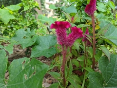Celosia
