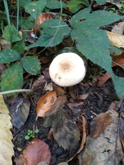 Macrolepiota mastoidea
