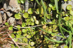Epilobium nummulariifolium