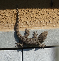 Tarentola mauritanica