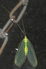 Leucochrysa insularis