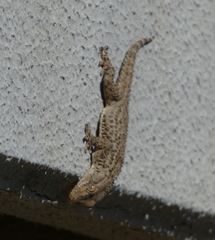 Tarentola mauritanica