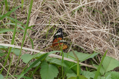 Argynnis hyperbius hyperbius
