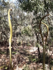 Xanthorrhoea minor lutea