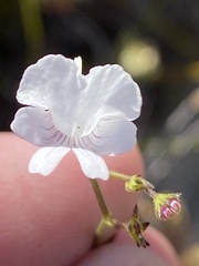 Nemesia affinis