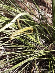 Xanthorrhoea minor lutea