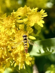 Sphaerophoria contigua