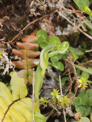 Pterostylis foliata