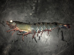 Penaeus monodon