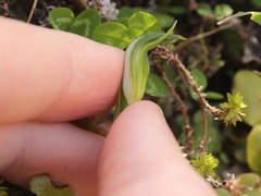 Pterostylis foliata