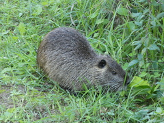 Myocastor coypus