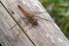 Sympetrum frequens