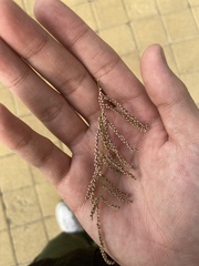 Tamarix chinensis