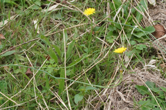 Hypochaeris radicata