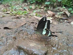 Papilio liomedon