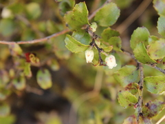 Gaultheria antipoda
