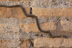 Hierophis viridiflavus