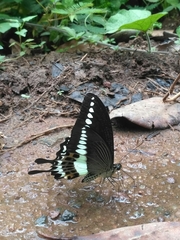 Papilio liomedon