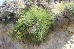 Aciphylla squarrosa