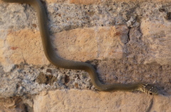 Hierophis viridiflavus